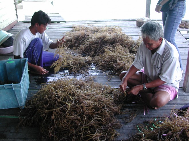 Harvesting-Sea-Weed